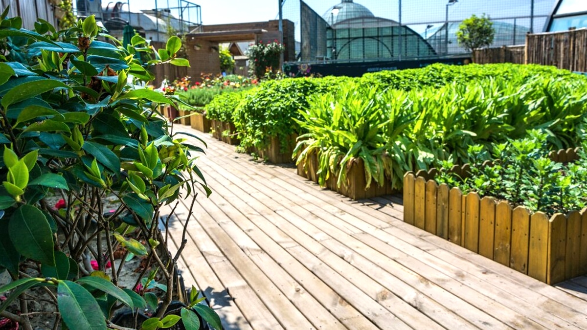 Une parcelle urbaine transformée en potager visée par un arrêté préfectoral “le terrain est classé non cultivable depuis 2021”