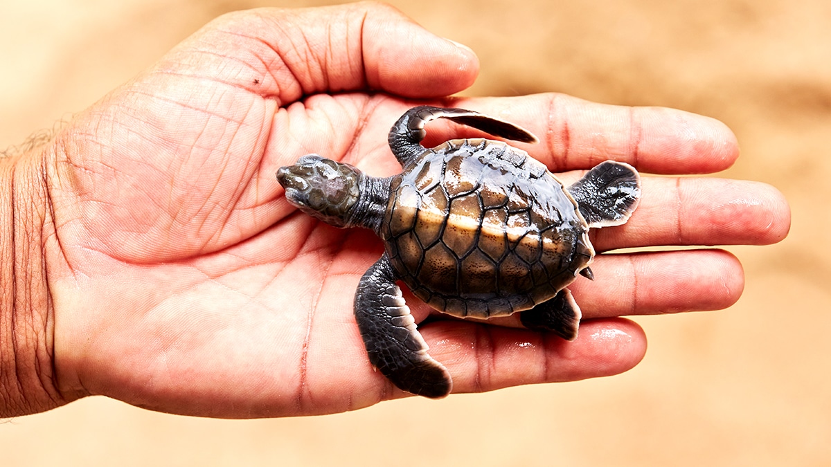 Une tortue d’eau relâchée dans un bassin municipal a valu une plainte “espèce invasive, le geste est puni par le Code de l’environnement”