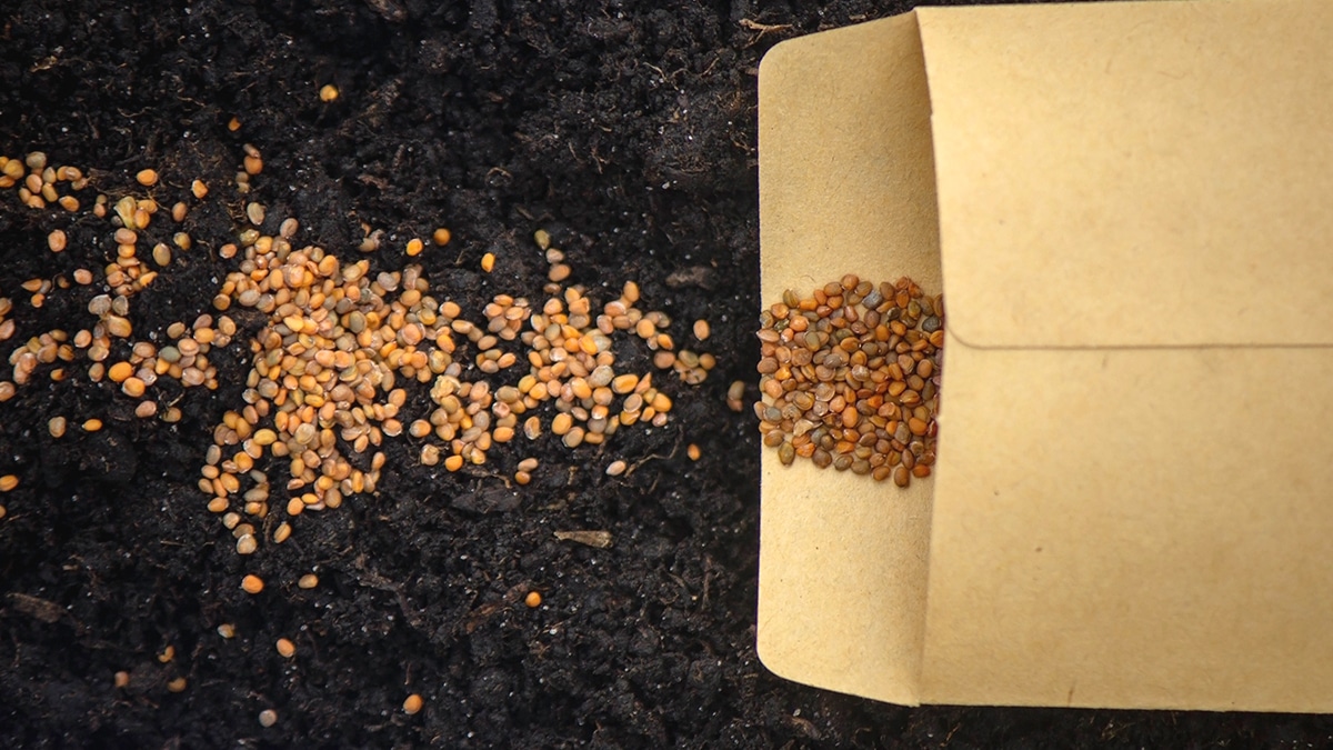 C’était un simple sac de graines oublié dans une grange, il contenait une variété de légumineuse éteinte