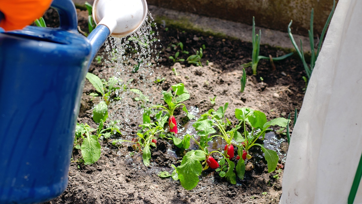 Ceux qui ne respectent pas la pente de ruissellement dans leur jardin peuvent provoquer un litige “mon voisin m’a attaqué pour inondation”