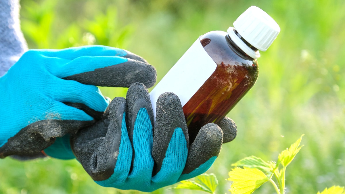 Ceux qui utilisent encore certains désherbants à base de glyphosate sont dans l’illégalité “je croyais qu’il me restait le droit à usage privé”
