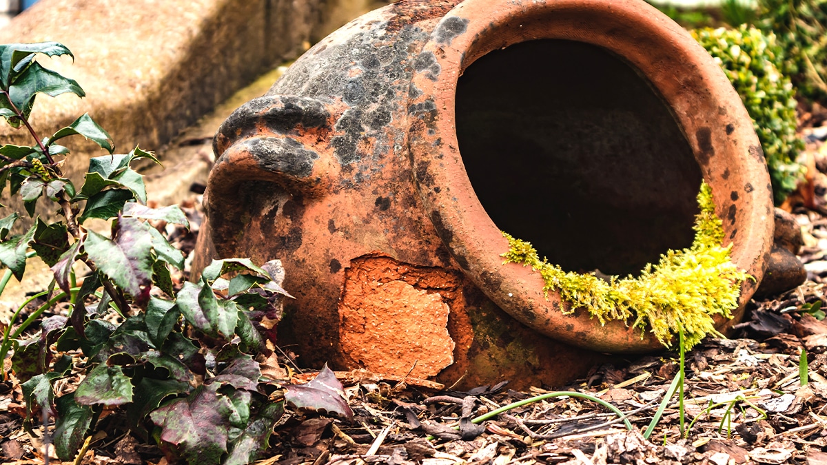 C’était un simple pot de fleurs abandonné dans un coin du jardin, un gisement de terre rare était dessous