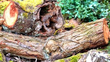 C’était un simple tronc creux à la lisière d’un bois, mais il renfermait une capsule temporelle avec objets de 1969