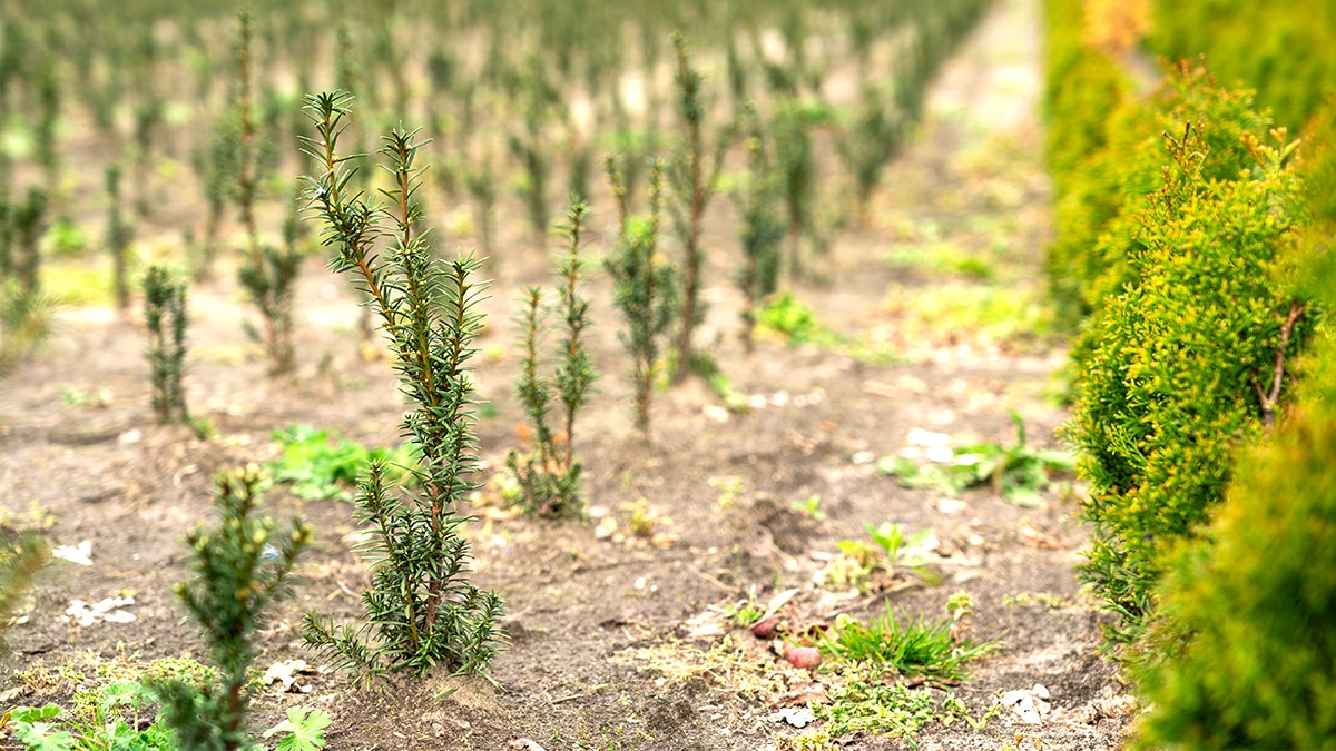Ceux qui n’installent pas de haie végétale sur terrain agricole devront payer une éco-contribution “même les petits exploitants sont visés”