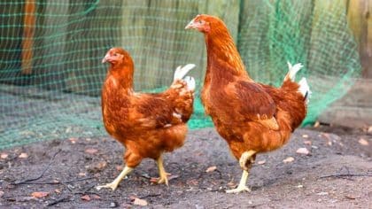 Une taxe de 78 € par an appliquée aux foyers dont les poules ne sont pas déclarées “je voulais juste des œufs frais”