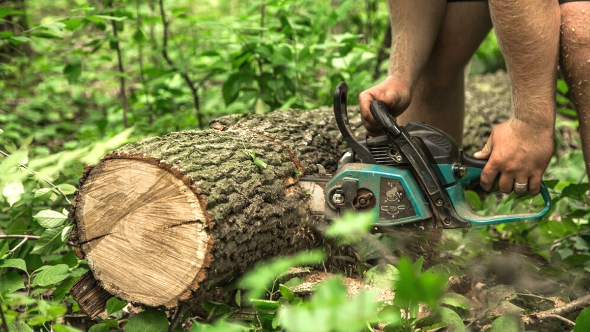 Voici combien j’ai économisé en respectant les nouvelles règles d’élagage “le voisin a reçu une amende pour branches débordantes sur le trottoir”