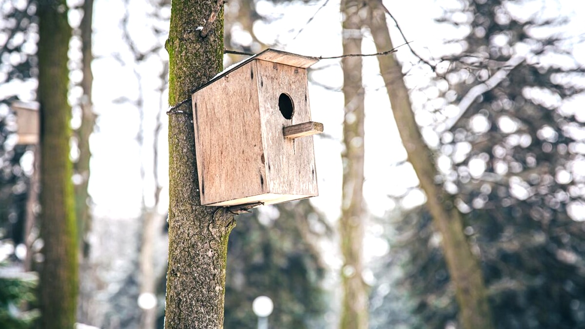 “Je croyais aider la biodiversité” : mon nichoir a été jugé illégal car fixé à un arbre classé