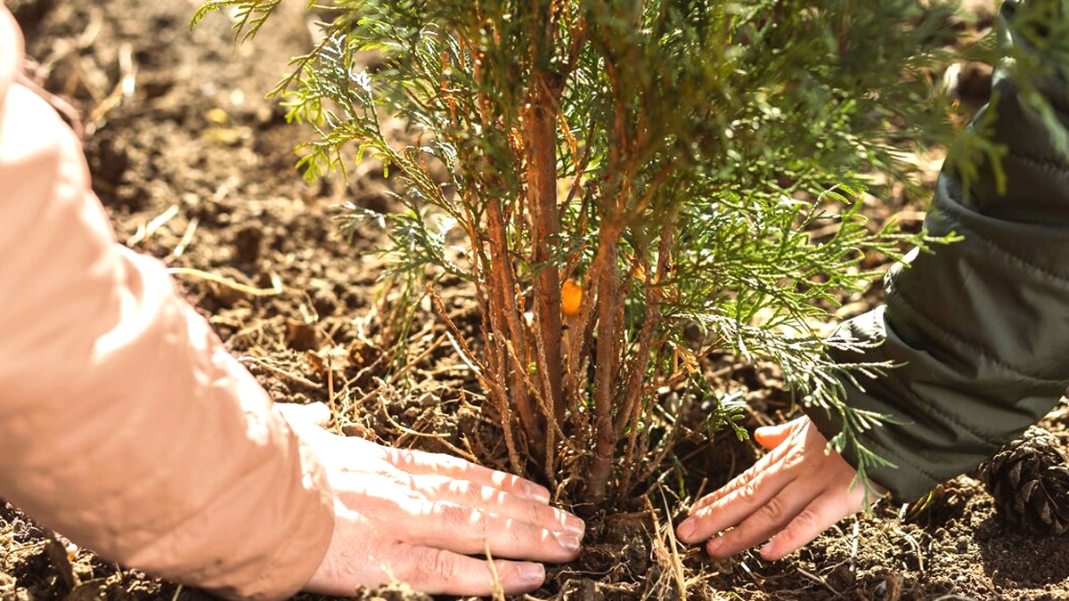 “J’ai planté des tuyas” : leur statut d’espèce invasive m’a valu un signalement à la DDT et une amende de 148 €