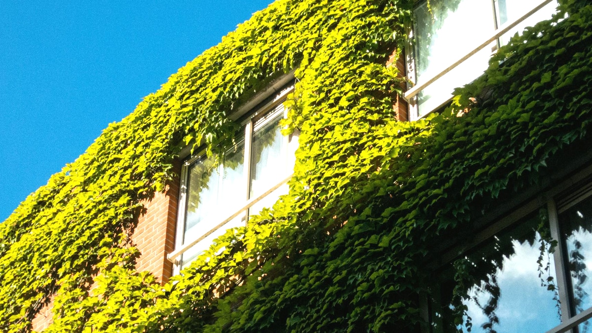 Une nouvelle obligation s’impose pour les murs végétalisés supérieurs à 1,80 m “j’ai été convoqué à la mairie”