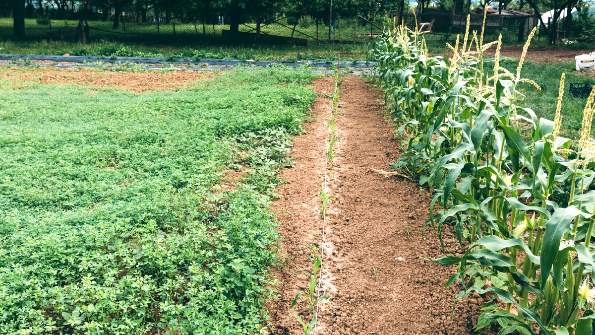 Ceux qui ont cultivé du maïs ou des courges sur terrain loué ont droit à une aide PAC de régularisation “je ne savais même pas que j’y avais droit”