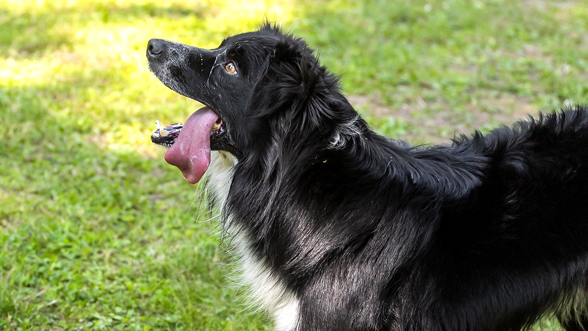 Canicule : les propriétaires de chiens doivent prouver qu’un point d’ombre est accessible sous peine de retrait temporaire dans certains départements
