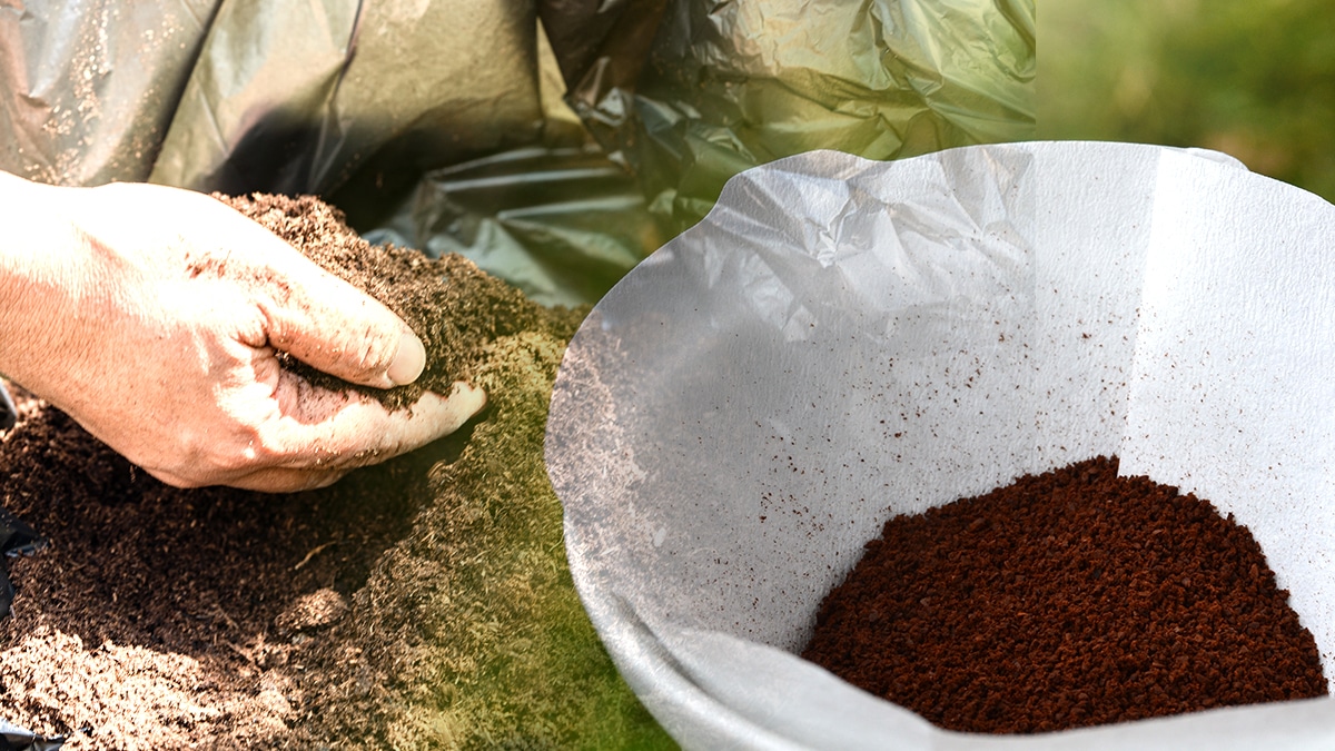 Ceux qui ont utilisé du marc de café dans leur compost sans le diluer sont maintenant verbalisables dans 19 zones Natura 2000