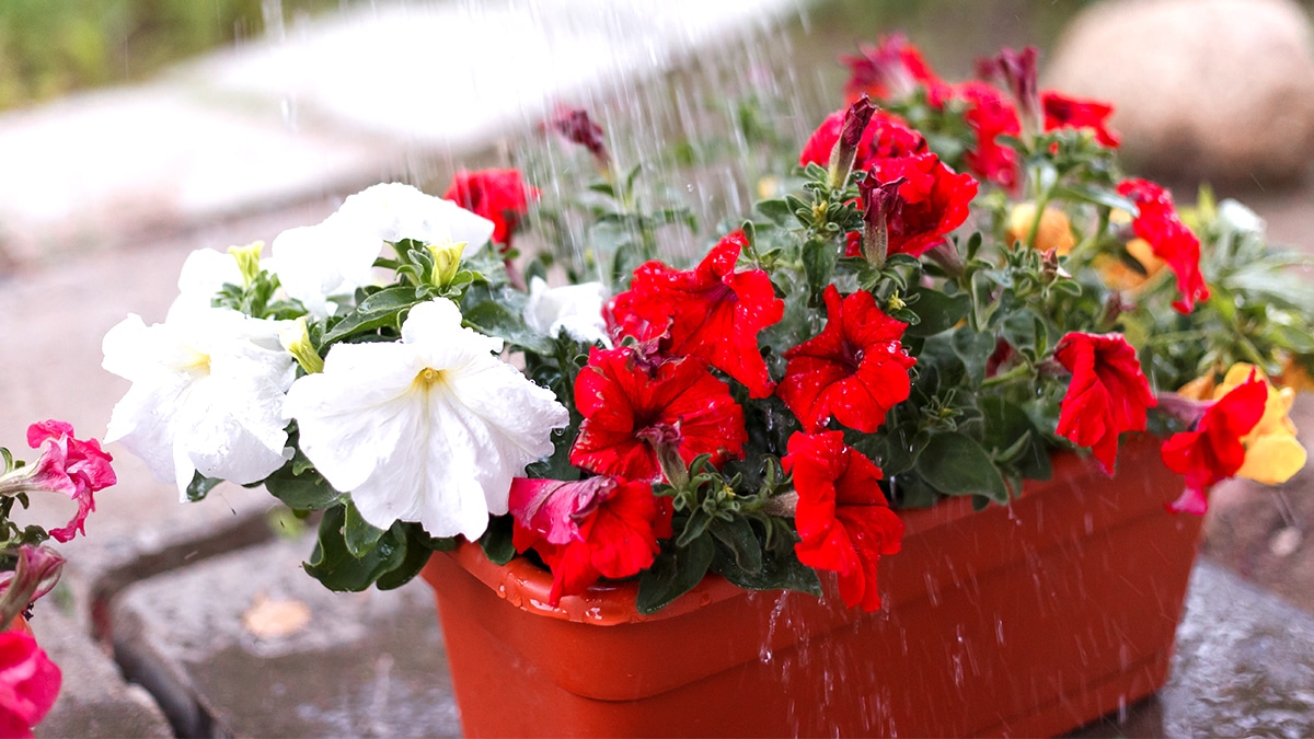 Ceux qui laissent l’eau stagner dans leurs jardinières sont désormais ciblés par une amende anti-moustique dans 37 communes “je ne savais même pas que c’était interdit”