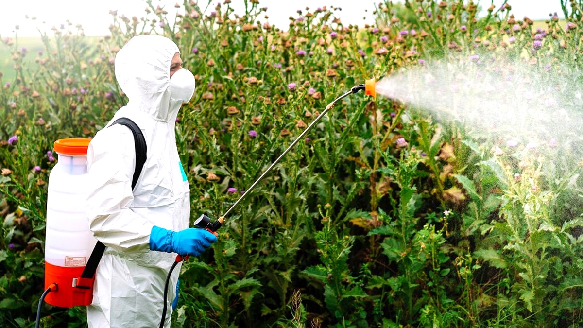 Le décret publié ce lundi interdit les pesticides naturels non homologués dans les jardins familiaux “même mon purin d’ortie est concerné”