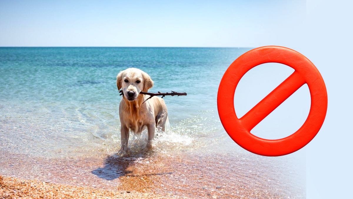 Dès le 8 juillet, certaines plages deviennent interdites aux chiens même tenus en laisse “on a dû écourter nos vacances avec notre labrador”