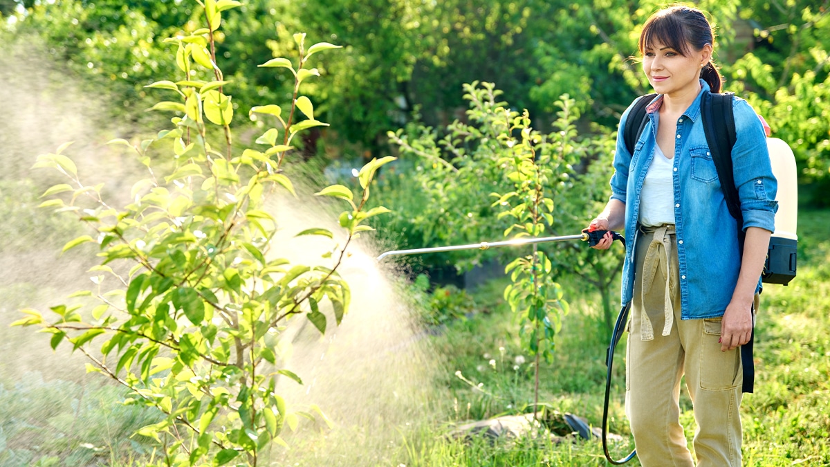 Je suis jardinier amateur et j’ai reçu un avertissement pour avoir utilisé un fongicide interdit depuis 2021 sur mes tomates