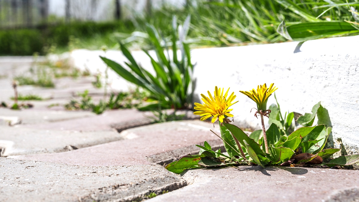 Les herbes folles sur les trottoirs devant chez vous peuvent désormais être verbalisées “la loi considère que c’est de votre responsabilité”