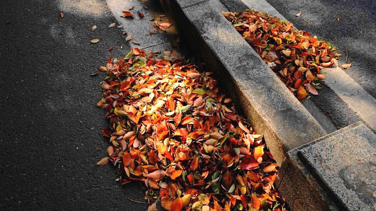 Ceux qui laissent des feuilles mortes sur leur trottoir après balayage sont désormais sanctionnés “manquement au code de la propreté locale”