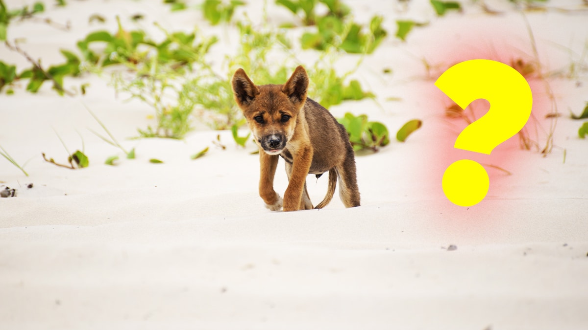 “La brise suffit” affirme le propriétaire d’une portée entière de chiots abandonnés sous un simple parasol sans eau ni abri en pleine alerte canicule à 30°C selon les associations écœurées par tant d’inconscience