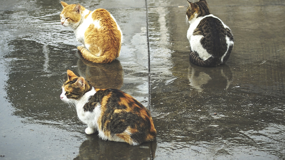 “Ils sont autonomes” répond ce couple qui a abandonné cinq chats dehors en pleine alerte canicule et orages violents selon le voisinage qui a alerté les services de secours