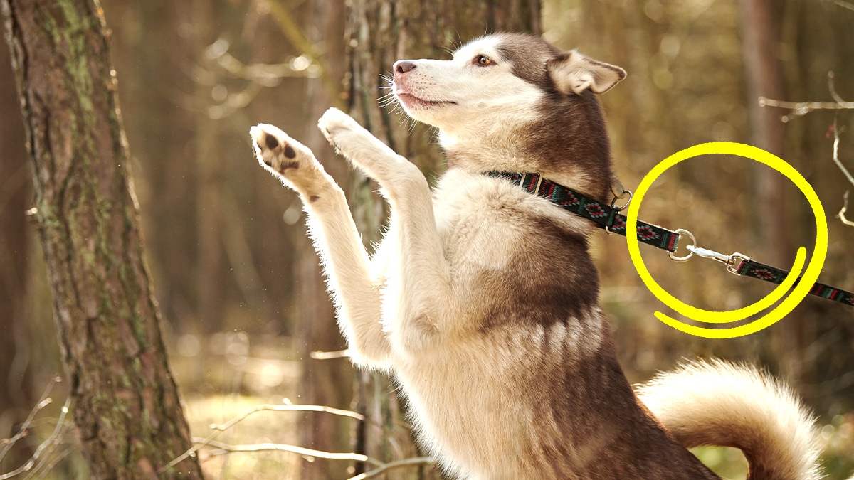 “Il y a un peu d’ombre” dit le propriétaire de cette chienne attachée sans eau dans un jardin brûlant pendant la vague de chaleur à Roanne selon le constat des agents municipaux
