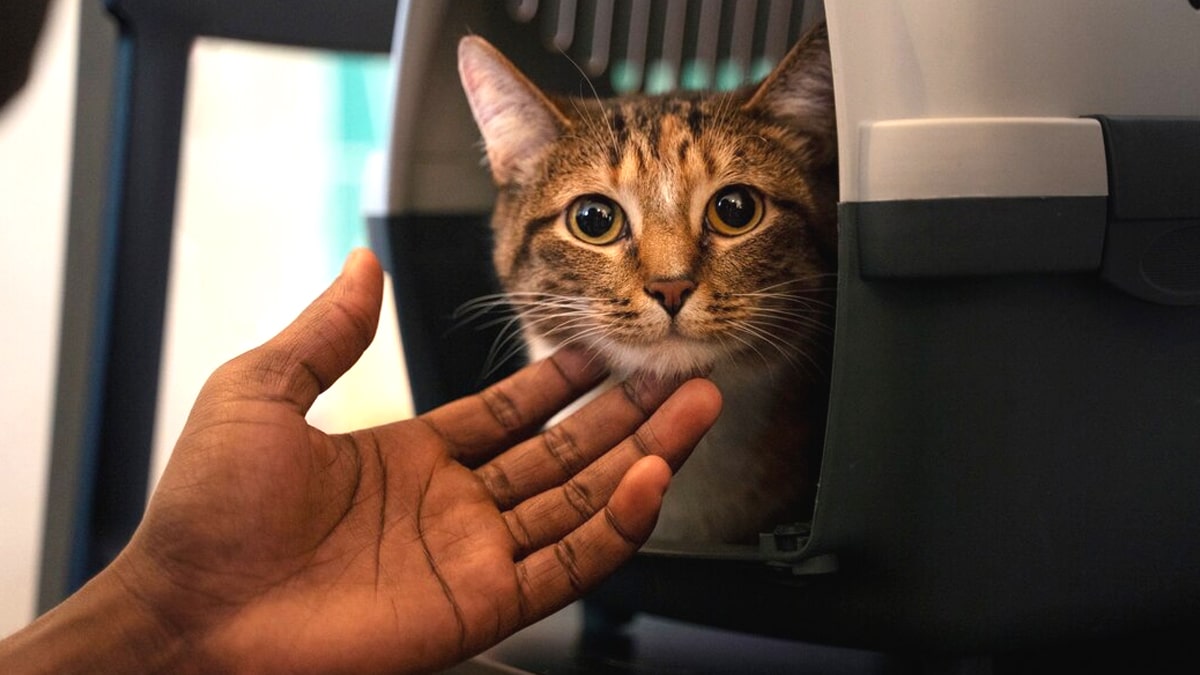 “Il pourra choper de l’ombre” justifie ce couple qui a abandonné son chat sans abri ni eau dans un jardin en plein pic caniculaire selon les voisins scandalisés par leur froideur