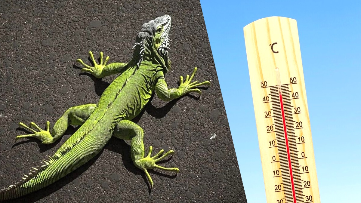 “Il supporte la chaleur” dit ce propriétaire d’un iguane laissé en plein soleil sur un goudron brûlant à 42°C selon les témoins choqués par cet abandon cruel en pleine canicule