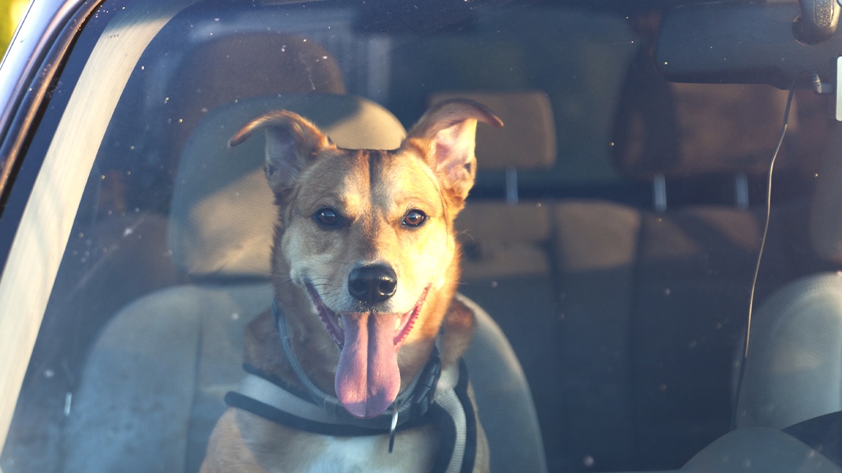 “Je reviens dans 5 minutes” assure l’automobiliste qui a laissé son chien enfermé sans air dans une voiture bouillante en plein centre-ville selon les forces de l’ordre qui ont forcé la vitre