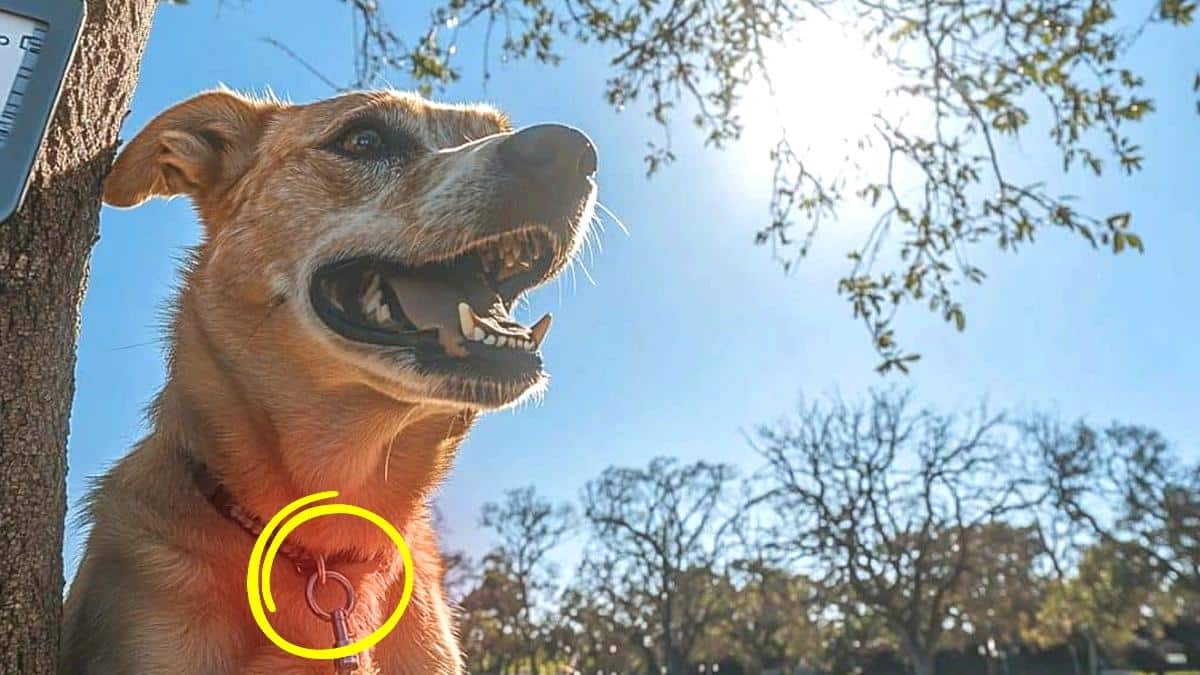“Pour qu’il reste au frais sous la branche” affirme ce propriétaire qui a laissé son chien attaché sans eau ni possibilité de bouger en plein soleil à 35°C selon le rapport accablant des vétérinaires mobilisés trop tard