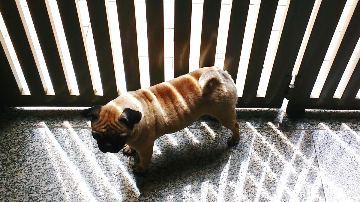 “Il a de l’ombre” affirme la voisine qui a laissé son chien attaché sur un balcon brûlant à 40°C sans eau ni courant d’air selon les images qui ont choqué la France entière