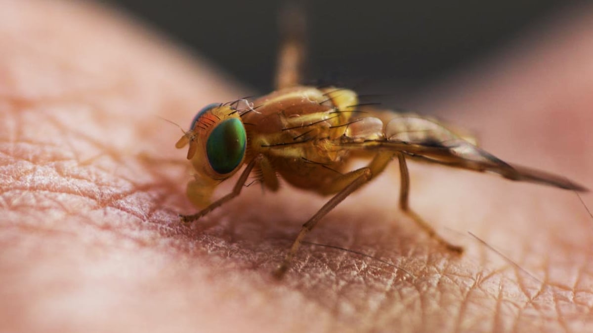 “Je pensais que c’était une piqûre de taon” mais c’était un parasite sous la peau ramené d’un voyage et le médecin m’a dit “ça pondait encore sous votre épiderme”