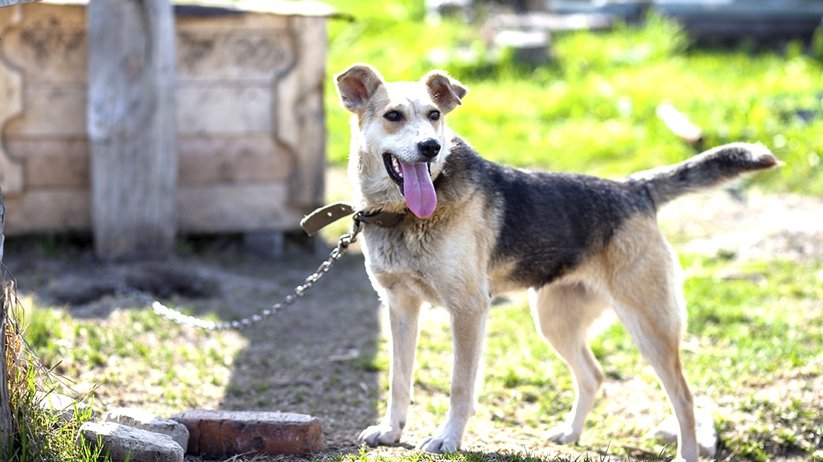 “Il aime le silence de la campagne” disent-ils en laissant leur chien seul dans une maison de vacances fermée pendant deux semaines sans visite selon les voisins qui ont donné l’alerte