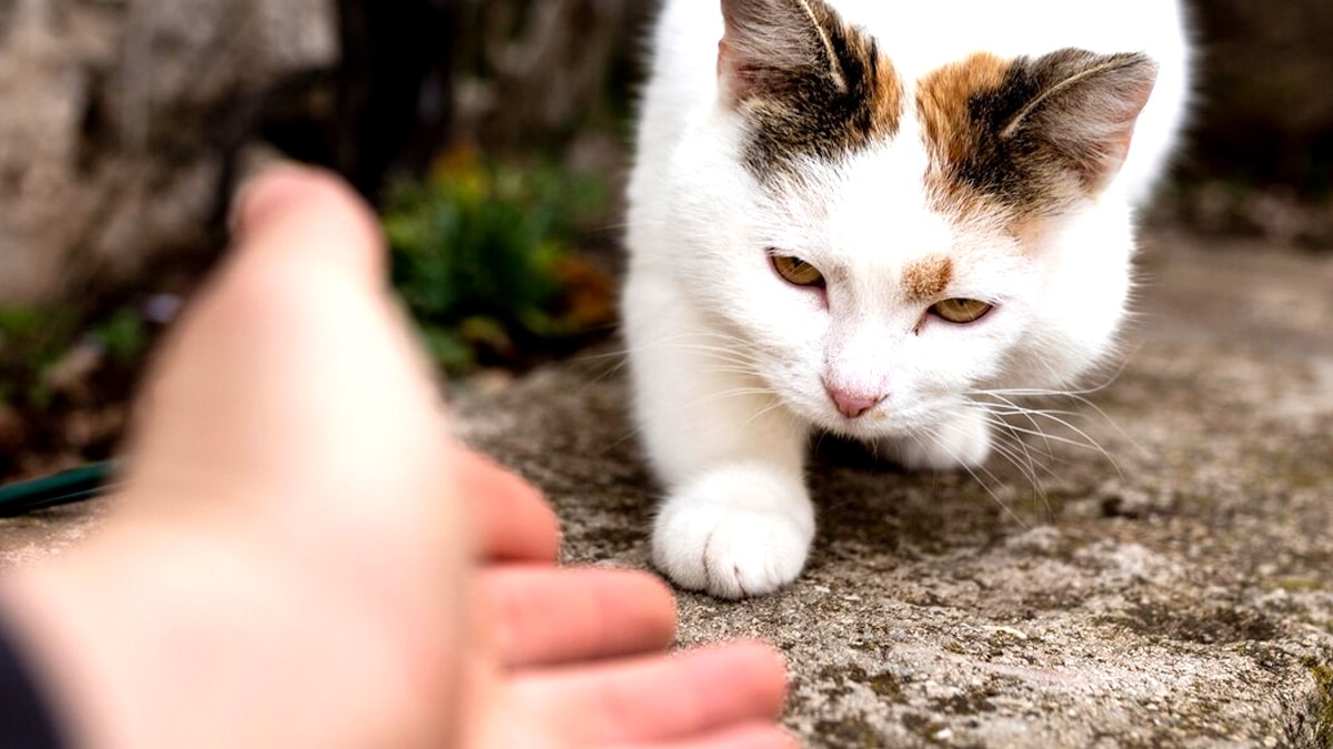 “Il aime le grand air” affirme ce retraité après avoir abandonné son chat sur une aire d’autoroute à 38°C