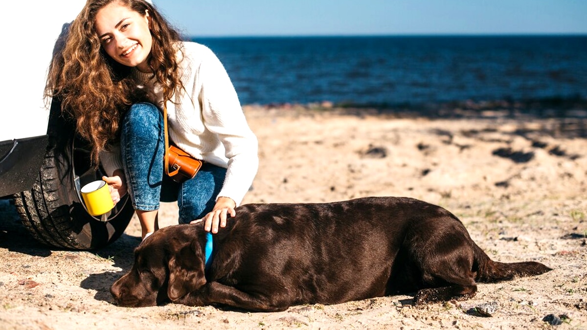 “C’est juste un chien” lance ce vacancier après avoir laissé son berger attaché au portail pendant une semaine en pleine canicule