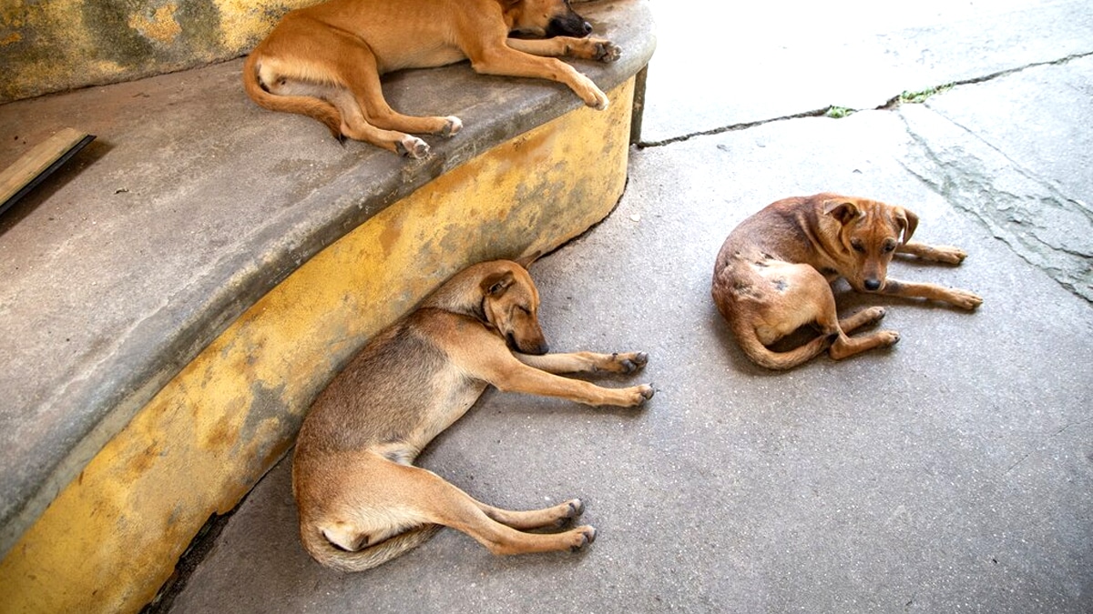 “On n’a jamais eu de plainte” déclare ce refuge après qu’un chien a été retrouvé mort de soif dans son box en plein été