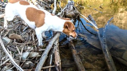 “On pensait pas que c’était aussi grave” dit ce propriétaire après avoir laissé des animaux sans eau pendant la canicule