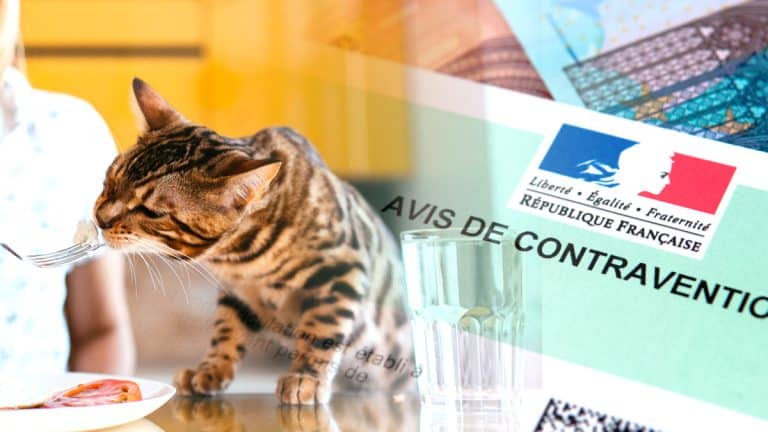 “Elle n’a rien fait de mal” défendent les voisins d’une octogénaire verbalisée pour avoir nourri des chats errants en canicule
