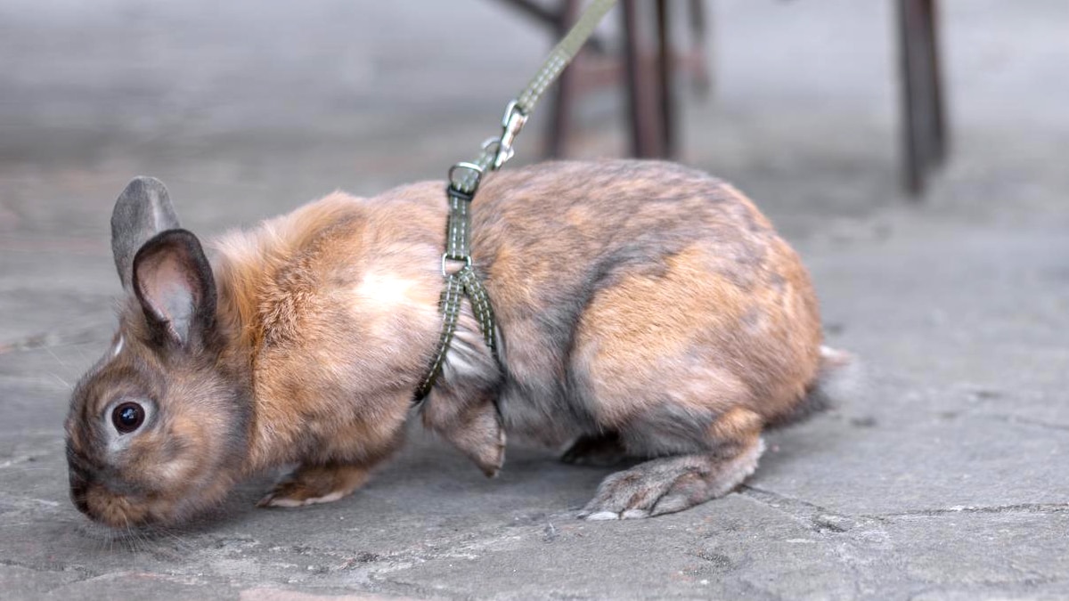 “Il adore les enfants” dit-elle en laissant son lapin attaché à une poussette devant une aire de jeux avant de reprendre la route