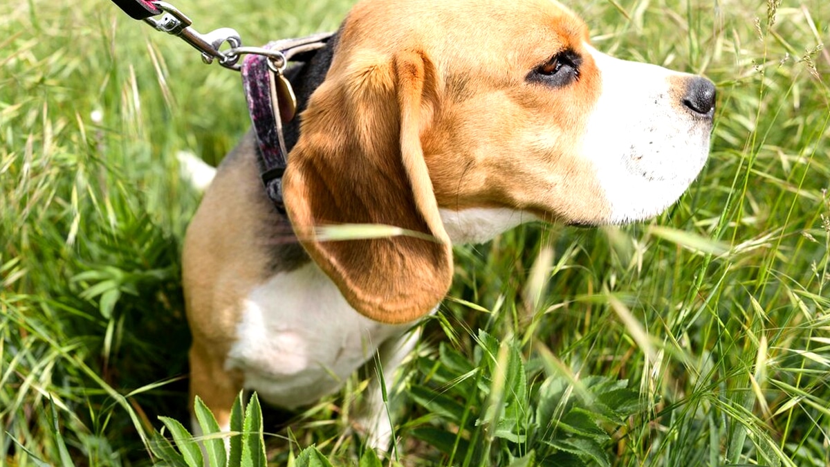 “Elle aime le grand air” explique ce propriétaire après avoir abandonné sa chienne attachée à un arbre sous 36 °C