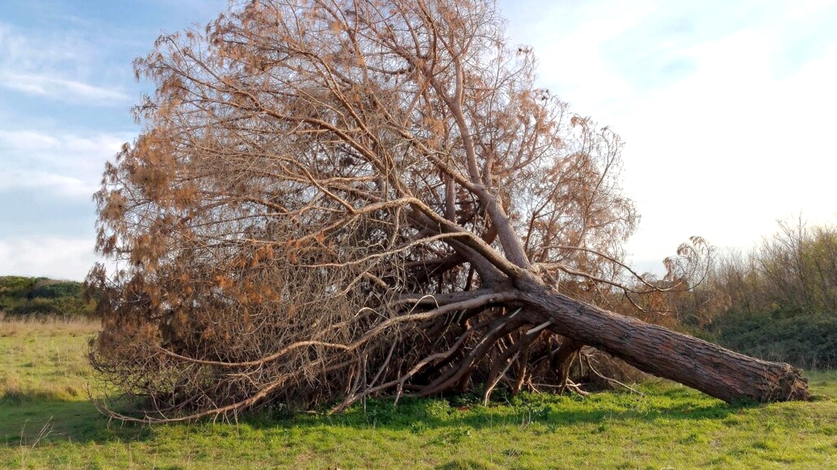 “Je pensais que c’était la mairie qui s’occupait de ça” dit ce propriétaire verbalisé pour non-élagage d’un arbre tombé