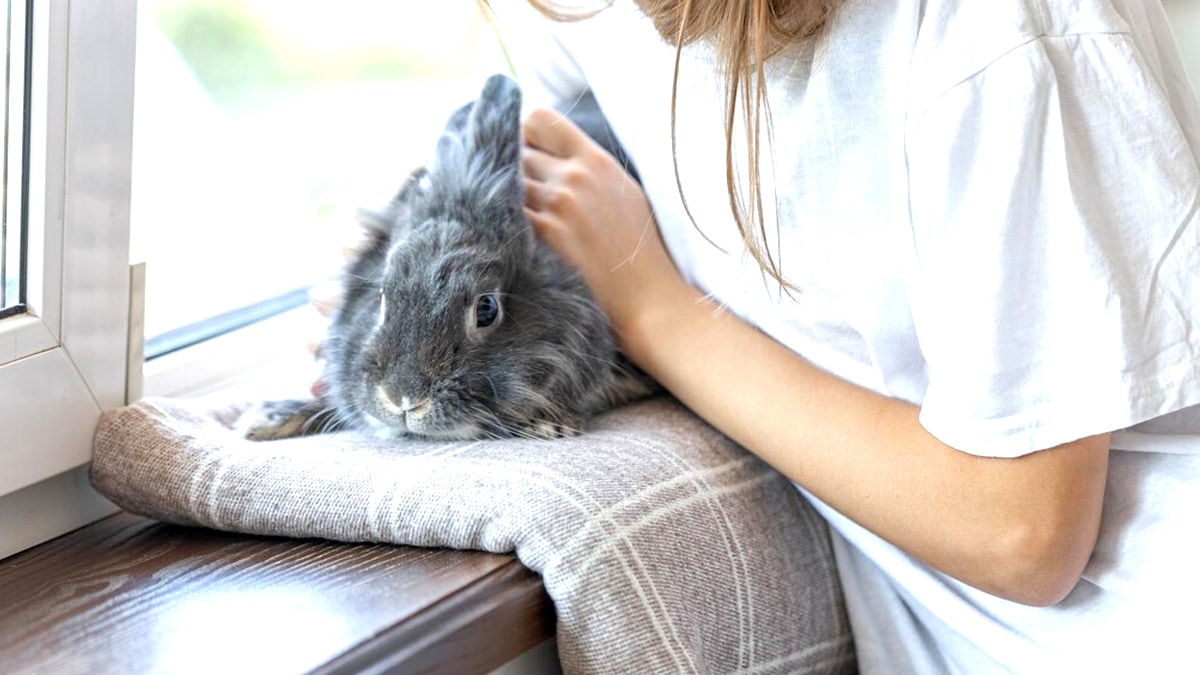 “Il adore les enfants” explique ce vacancier en abandonnant son lapin dans une poussette sur une aire d’autoroute