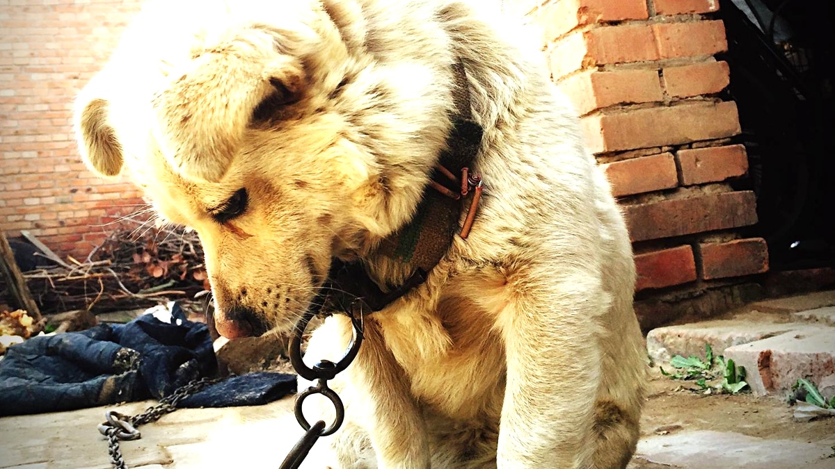 “Il a toujours dormi dehors” dit ce retraité après avoir laissé son chien attaché à une chaîne pendant 17 jours