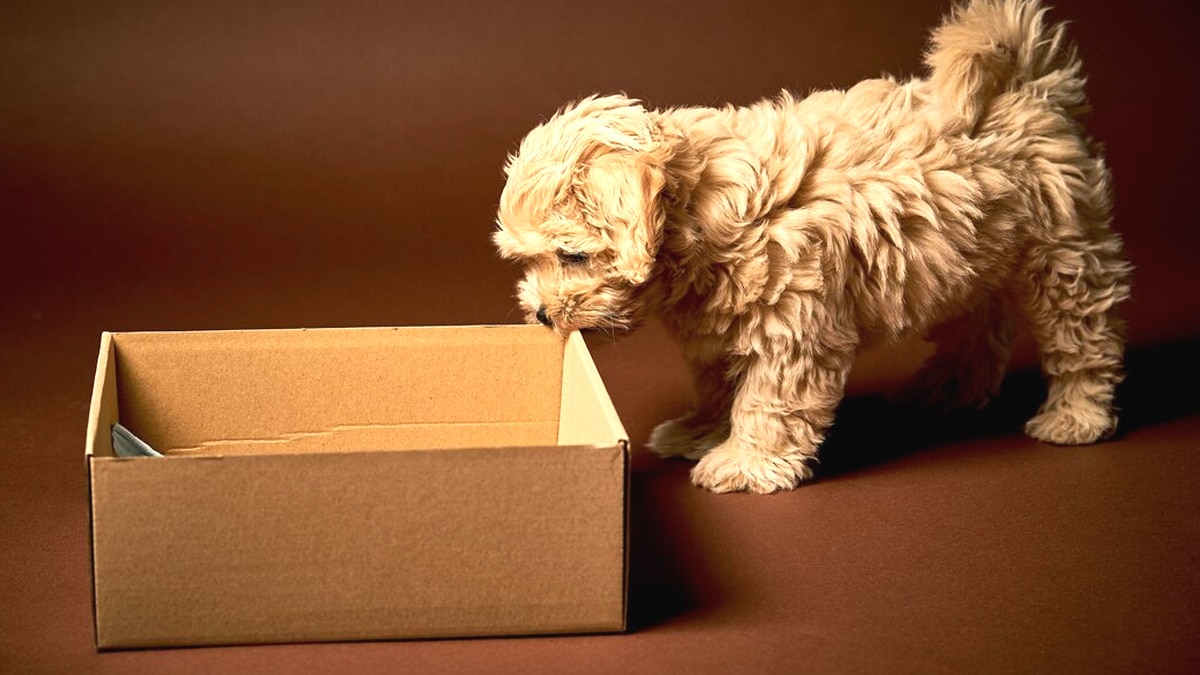 “C’était juste pour faire un selfie” témoigne une passante après avoir trouvé un chiot laissé dans une boîte en carton