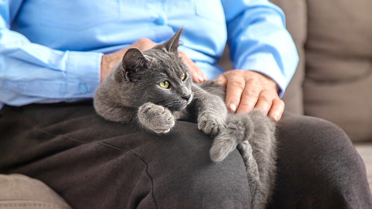 “C’était son dernier été” regrette un vieux monsieur qui n’a pas pu protéger son chat du coup de chaud : “je pensais que l’ombre suffisait, je ne savais pas qu’il pouvait mourir comme ça, aussi vite”