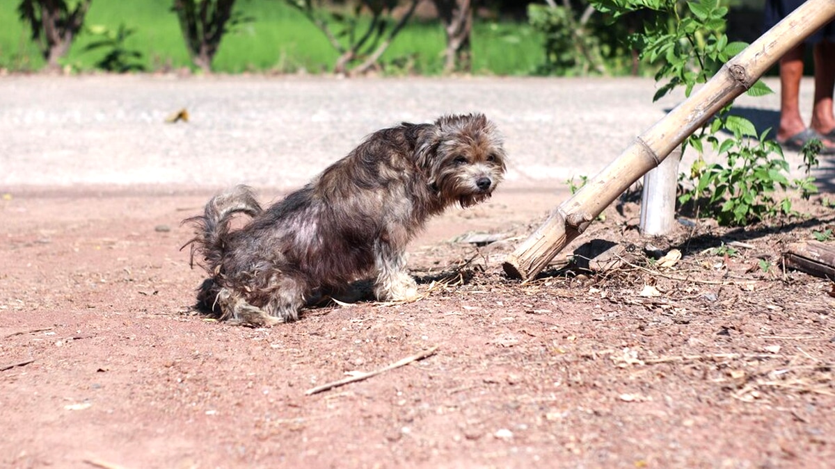 “Je pensais que c’était un chien errant” dit ce voisin après avoir capturé le chien de la maison d’à côté