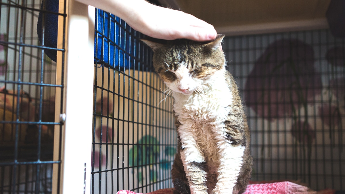 “C’est pas faute d’avoir prévenu” explique un refuge après avoir refusé un énième chat abandonné devant ses grilles : “on n’a plus de place, plus de budget, et toujours les mêmes excuses des propriétaires”