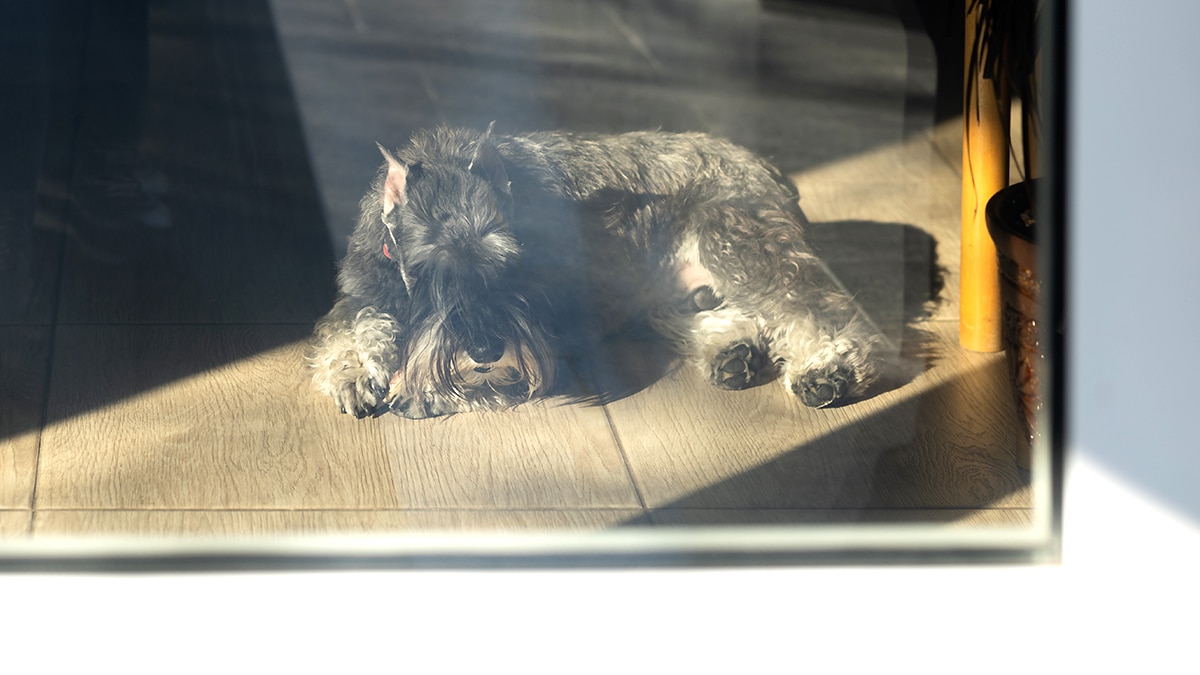 “C’était qu’un chat errant” explique un commerçant après avoir fermé sa boutique avec un animal piégé à l’intérieur
