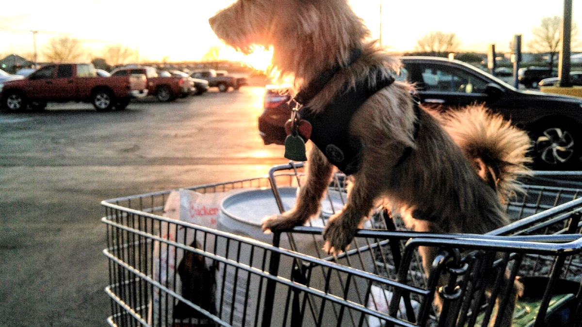 “On l’a juste laissé sur le parking” affirme ce couple après avoir abandonné leur chien attaché à un caddie