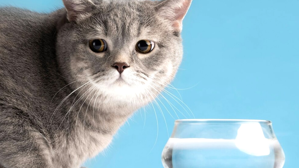 “On ne voulait pas déranger la voisine” défend ce couple qui a laissé son chat errer sans eau pendant une canicule