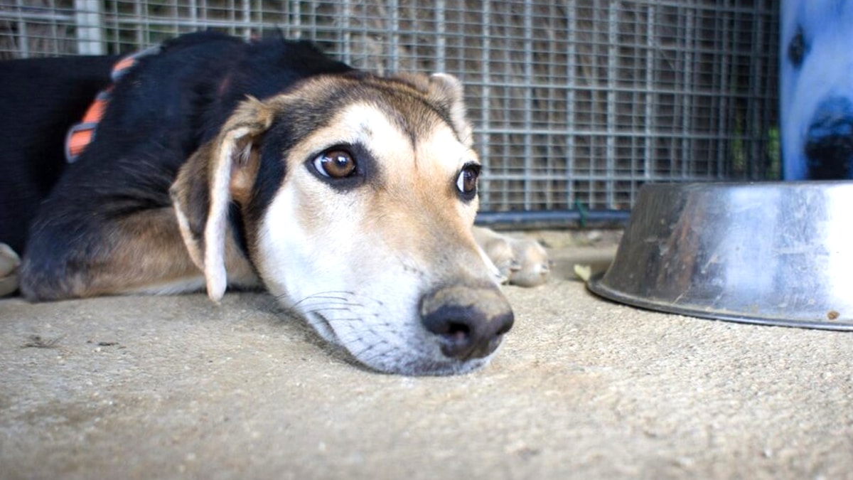 “Je l’ai mis dans la cave pour qu’il ait moins chaud” explique cette famille après avoir laissé leur chien sans lumière ni eau pendant 3 jours